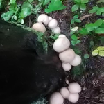 昨夜からの雨が降り続いています、今の気温は13度。マシュマロみたいなキノコが出ています。