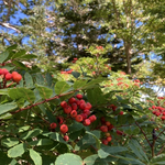 本日の観音岳⛰