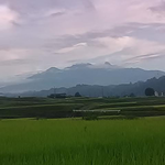 今朝の自宅付近からの八ヶ岳。