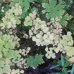 連休中の鳳凰三山に登られる方へ、林道のゲートについてのお知らせ。