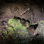 ヒカリゴケ鑑賞スポット