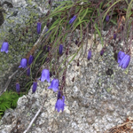 ★ホウオウシャジン、咲き始めました