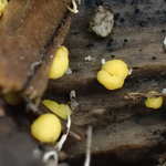 鳳凰山の菌類🍄