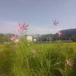 今朝は真っ青の快晴、気象予報は曇り後雨でしたが。こんなにも晴れるとは。晴れるなら晴れの予報を出してくださいな。