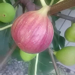 今日も夏空が広がっています。我が家のイチジクがいま熟れ盛りです。