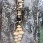 ヌメリスギタケモドキ、たいへん美味しいキノコです．．。