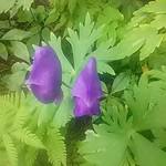 秋の花、キタザワブシが真っ盛り。