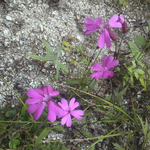オオビランジが燕頭山付近に咲いていました。