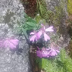 タカネビランジがまだ咲いています。