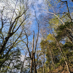 登山道に咲いた花々を紹介します。～トウゴクミツバツツジ・オオカメノキ・ミヤマエンレイソウ～