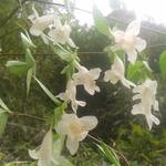 ツクバネウツギが林道脇など林縁の日が差し込む場所で咲いている。