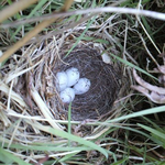 最もポピュラーな野鳥のひとつのホオジロが囀っていた。近くの茂みに巣があった。家に帰るとヤマアカガエルが里帰りしていた。
