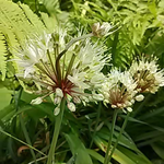 鳳凰三山にも野生のギョウジャニンニクがあり花が咲いた。ネギやニンニクの花に似ています。
