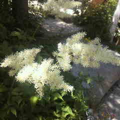 トリアシショウマ