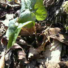ウスバサイシンの花、ヒメギフチョウの食草です。