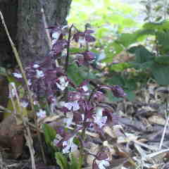 エビネの花、例年だと連休前に咲くのに、雨が少なく今咲いた