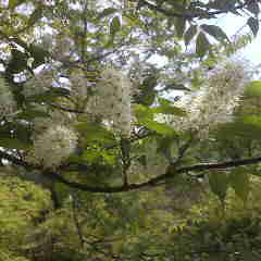 ウワミズザクラ、白い穂の花が咲く桜の仲間です。