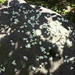 雨上がりの温かい日射し、ハクウンボクの白い花が散りました。