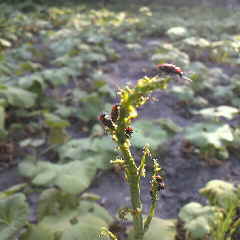 ジュウシホシクビナガハムシ、アスパラガスの害虫です。