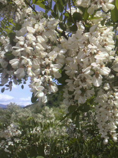 ハリエンジュ、ニセアカシアです。
