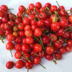 初物です、我が家のサクランボを収穫しました。