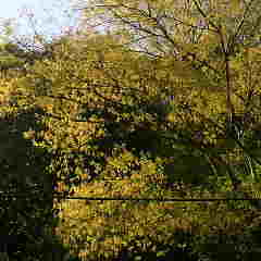 ミツデカエデの花