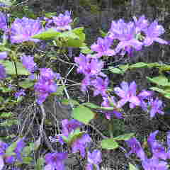 トウゴクミツバツツジが見頃になりました。