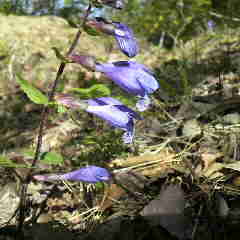 ラショウモンカズラの花