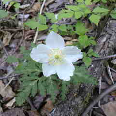 林床に咲く一輪車