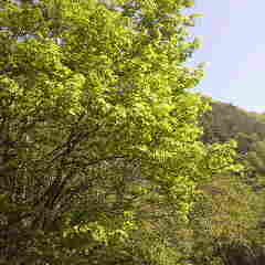 イタヤカエデ、和製メープルシロップを作れる木です。