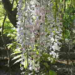 ふじの花、美味しいですよ。