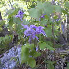 イカリソウの花