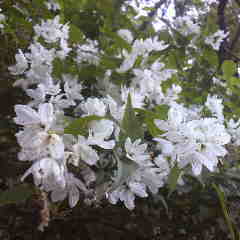 ヒメウツギ、姫空木です、今が盛りと咲き誇る。