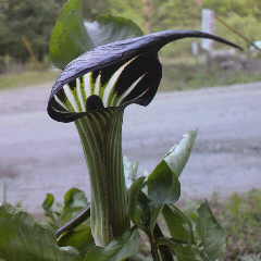 テンナンショウ