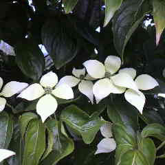 ヤマボウシ、山法師が咲きました。