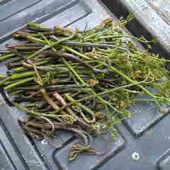 季節外れの初物、わらびをヘリの準備のついで採りました。