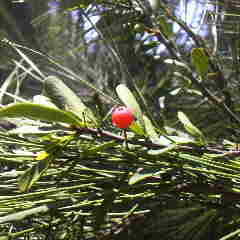 松の木に寄生するマツグミ。