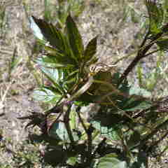 山菜、ヤブガラシ、今が旬です。