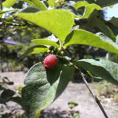 ヤマウグイスカグラの実が熟れた。