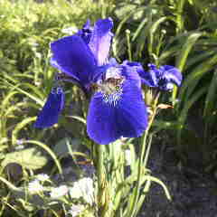 アヤメ、野生種です