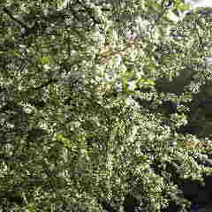 ズミ、酢実です。コナシとも謂われる。