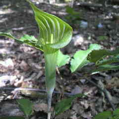 マムシグサ、テンナンショウに良く似た種類です。