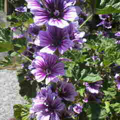 ゼニアオイ、銭葵の花