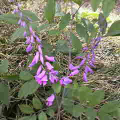 ニワフジ、庭藤です。咲き初めました。