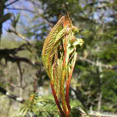 鳳凰小屋で働きませんか、アルバイト募集中です。