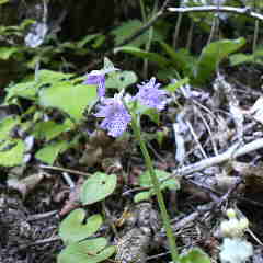 カモメランが咲いている。