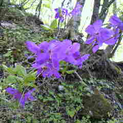 トウゴクミツバツツジが咲いている。