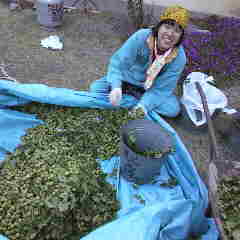 甲州小梅を収穫