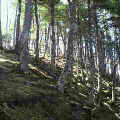 苔が美しいコメツガの林