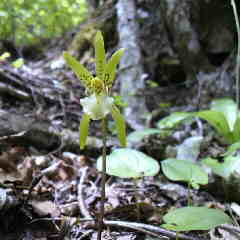 イチヨウランが咲いている。